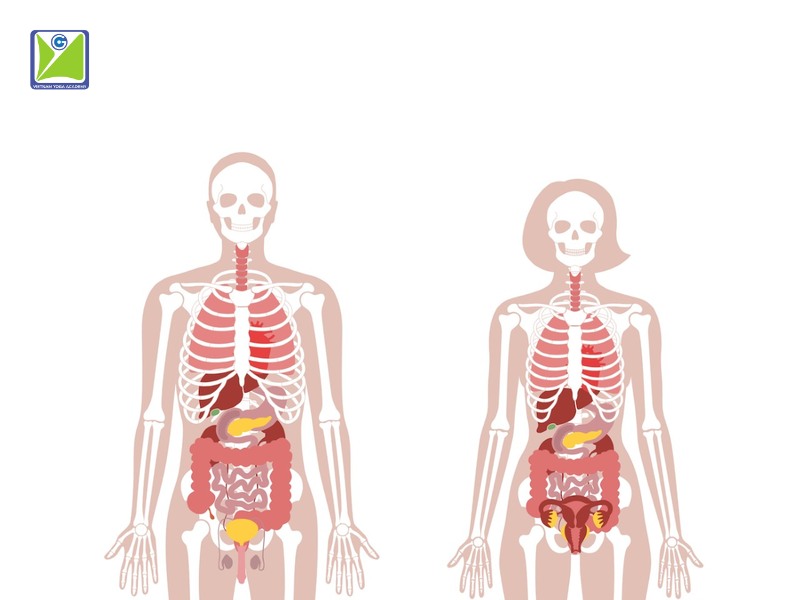 Giáo viên yoga trị liệu cần hiểu về sinh lý học