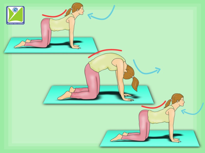 tu-the-meo-bo-trong-yoga-tri-lieu-co-vai-gay